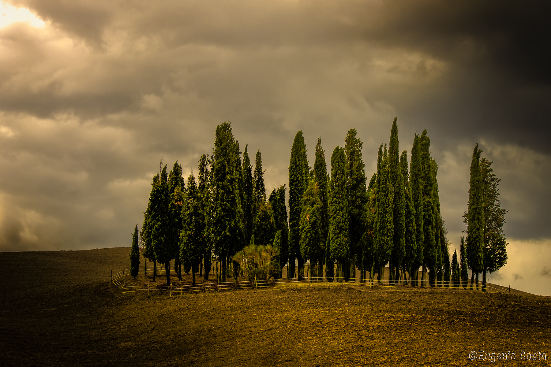 Cipressi di San Quirico d'Orcia