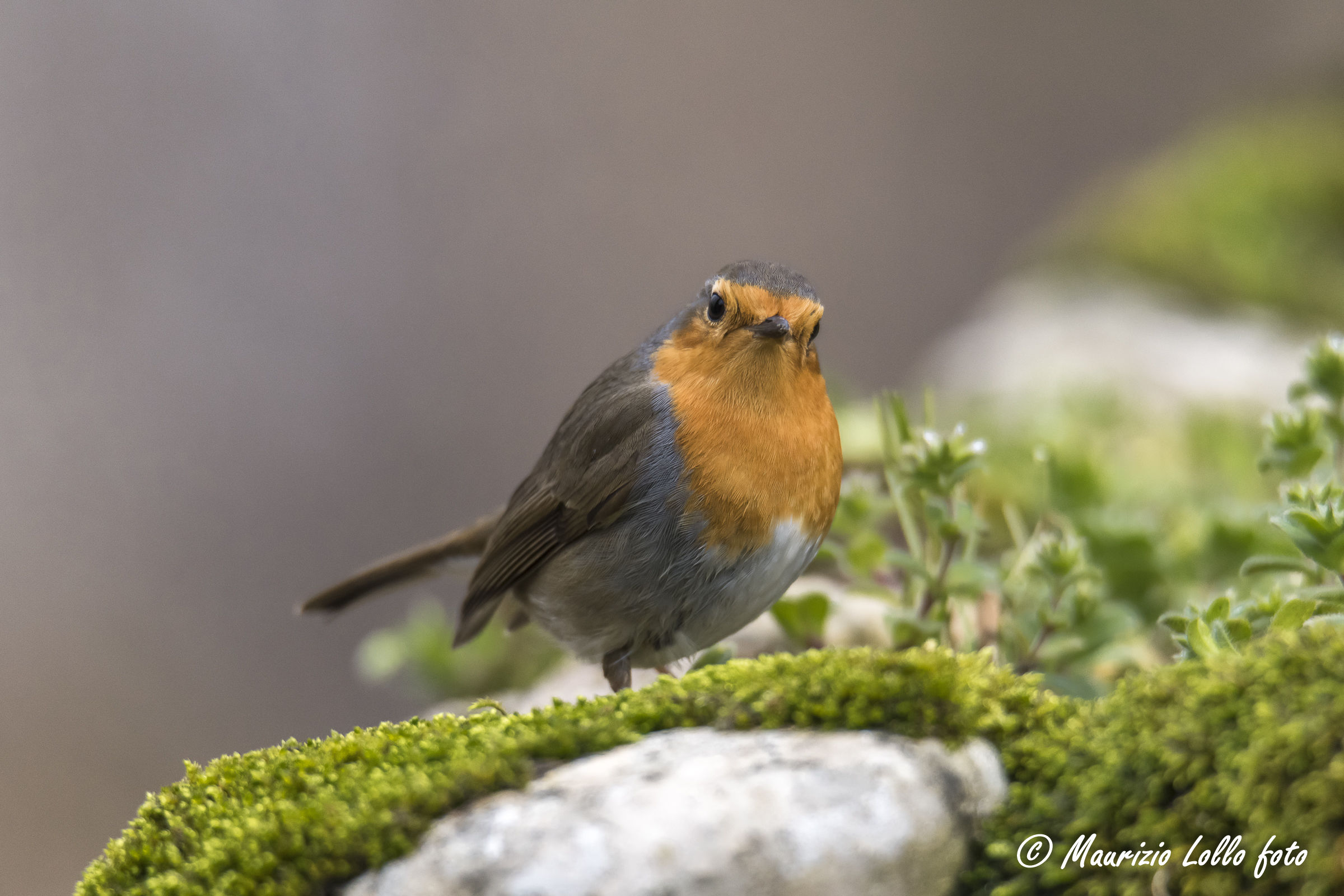 siiiiiii? dici a me?