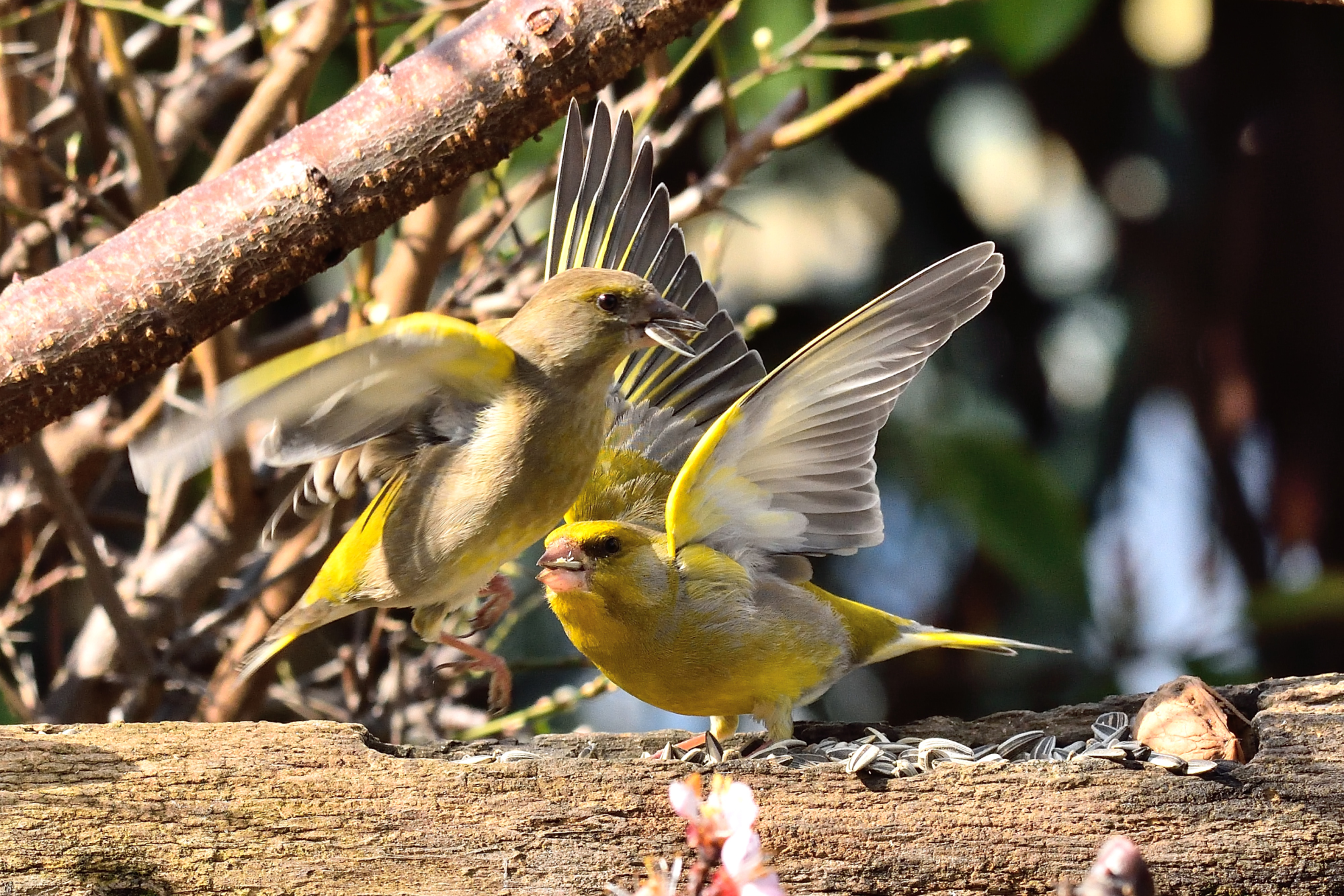 Bickering between Frosoni