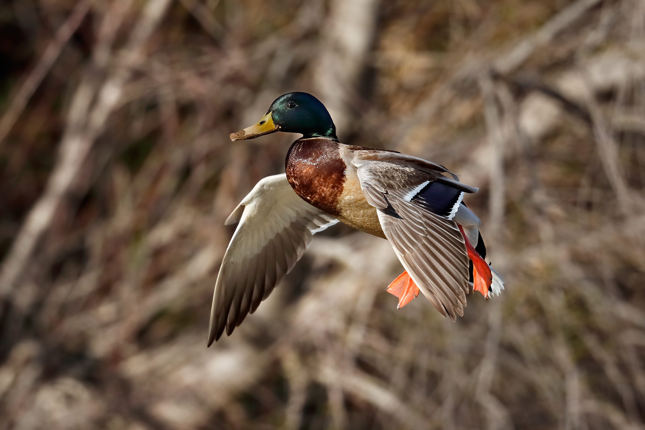 Col becco sporco di fango - Germano reale