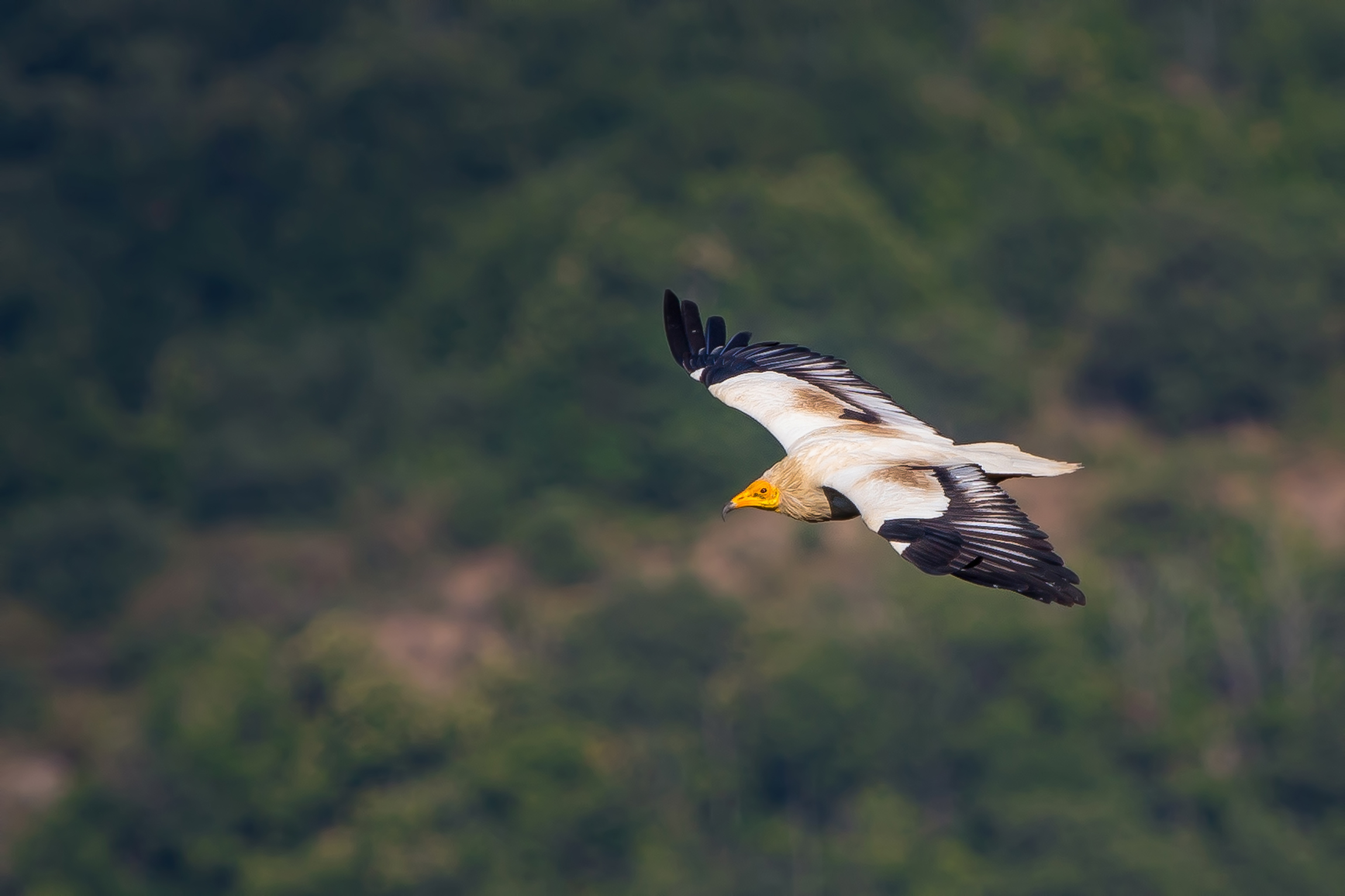 Egyptian vulture