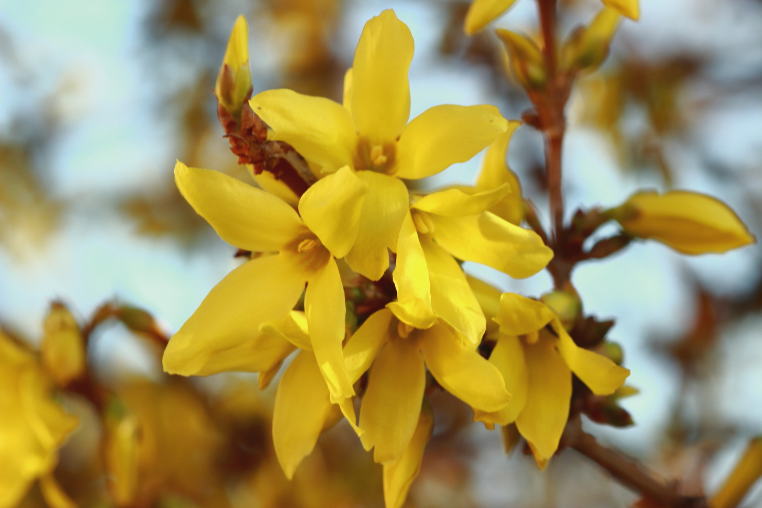 Forsythia ... or the awakening of nature