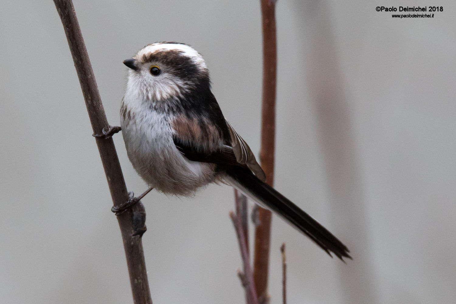 Codibugnolo da vicino