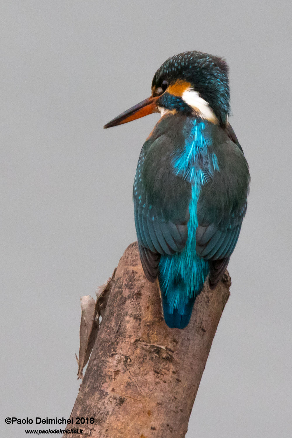 Martin pescatore da vicino