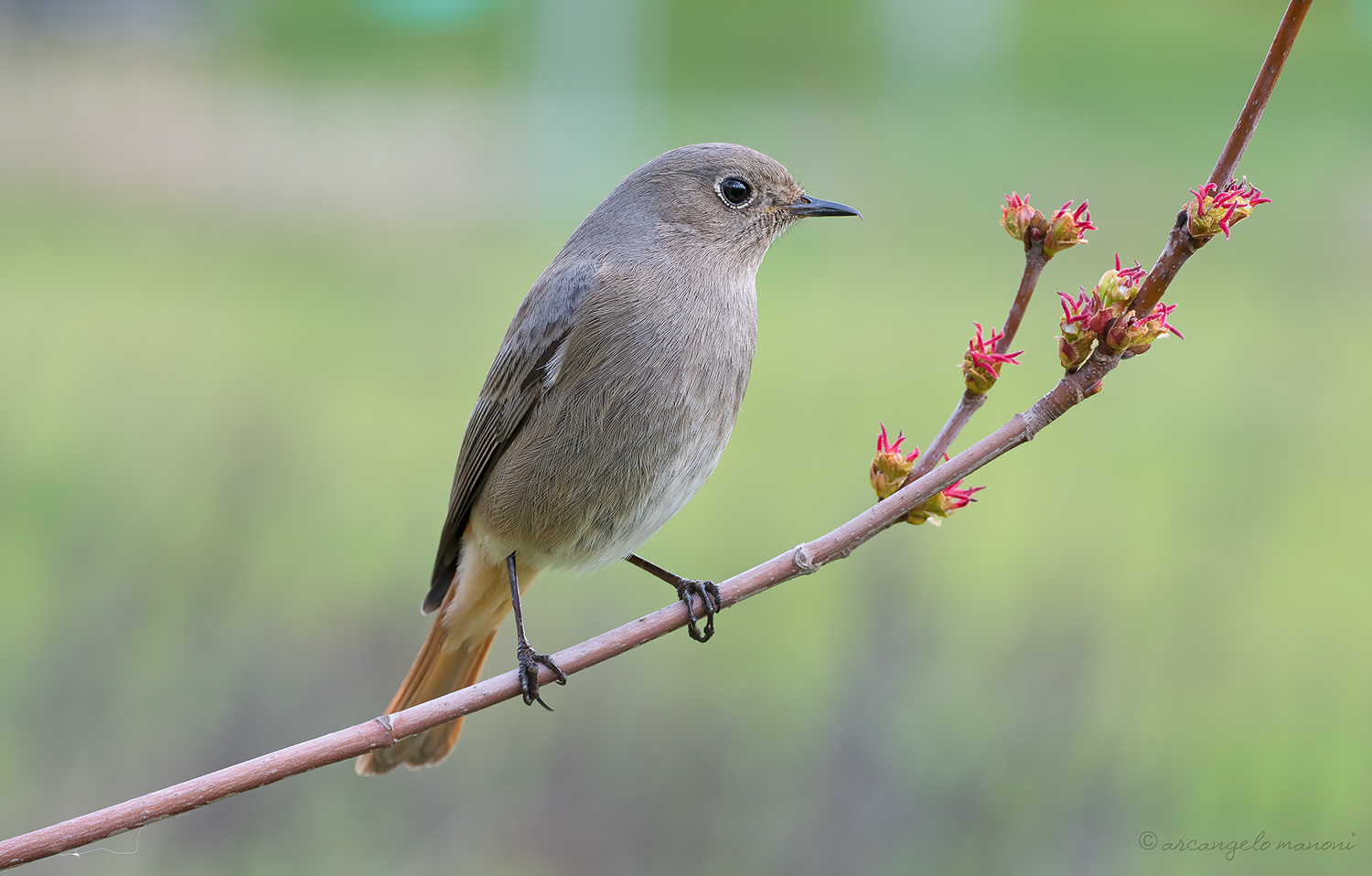 Adink among the gems