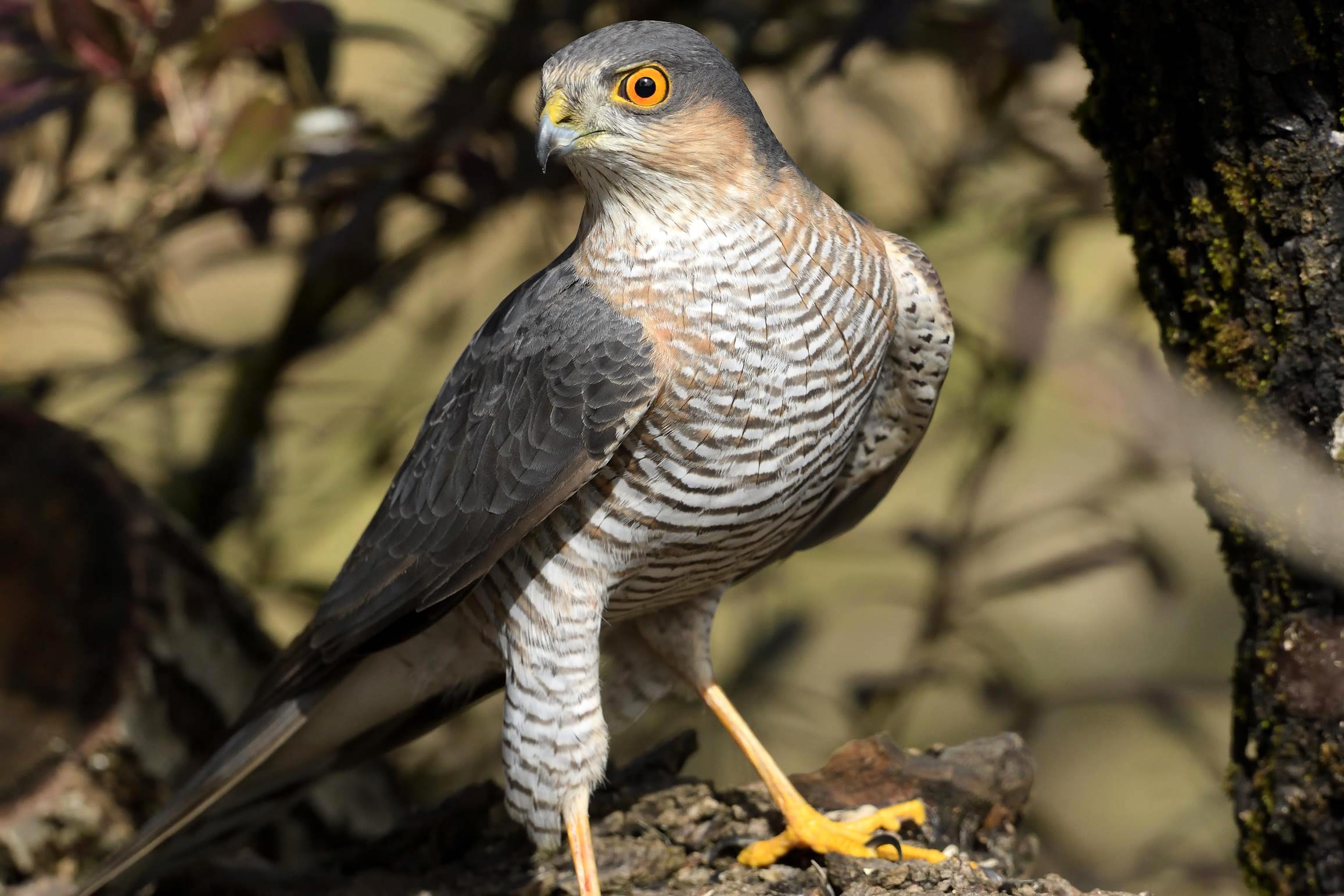 sparrowhawk