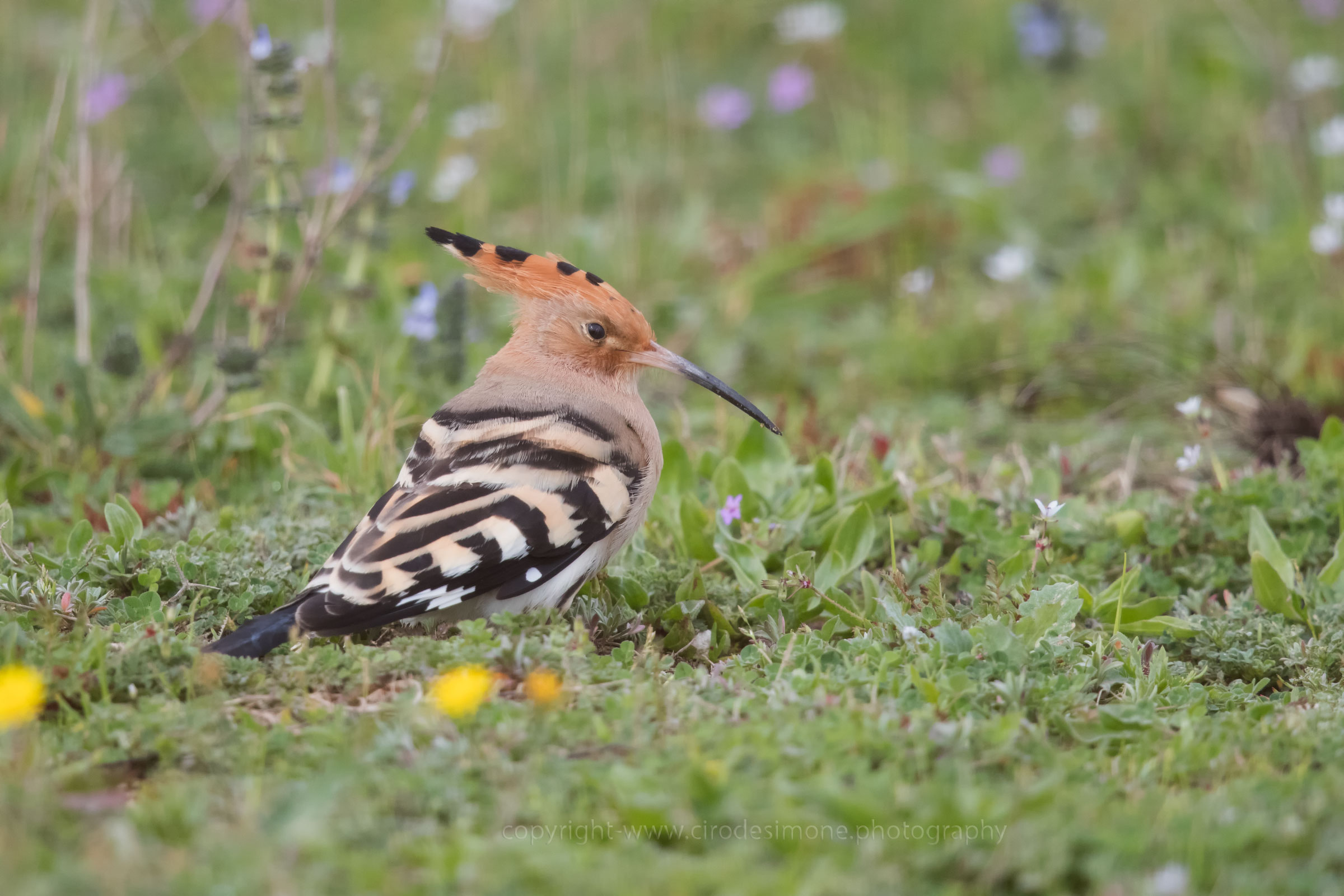 La prima Upupa di marzo 2018