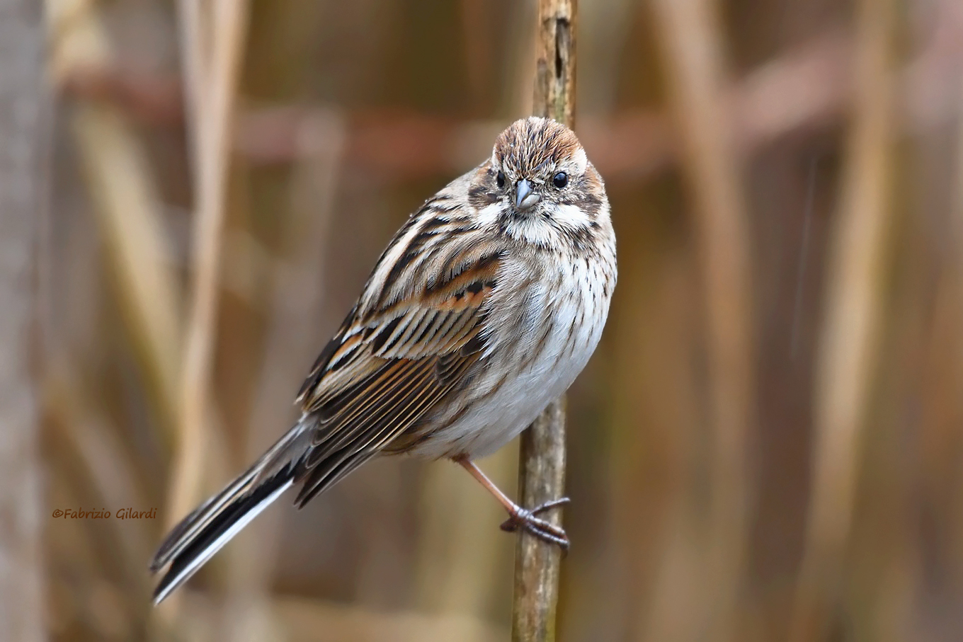 Migliarino di palude (Emberiza shoeniclus)