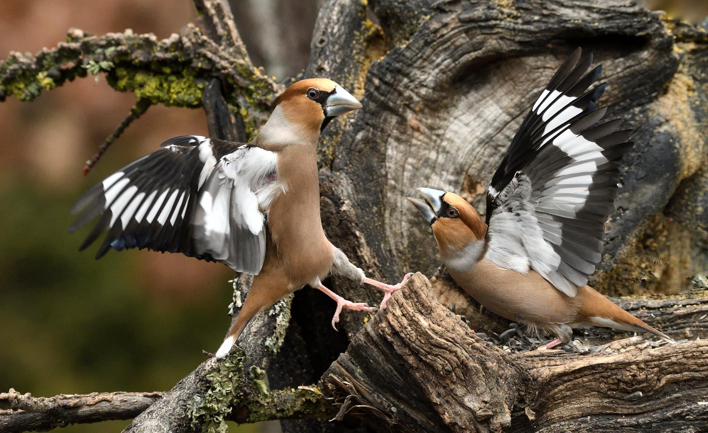 hawfinches