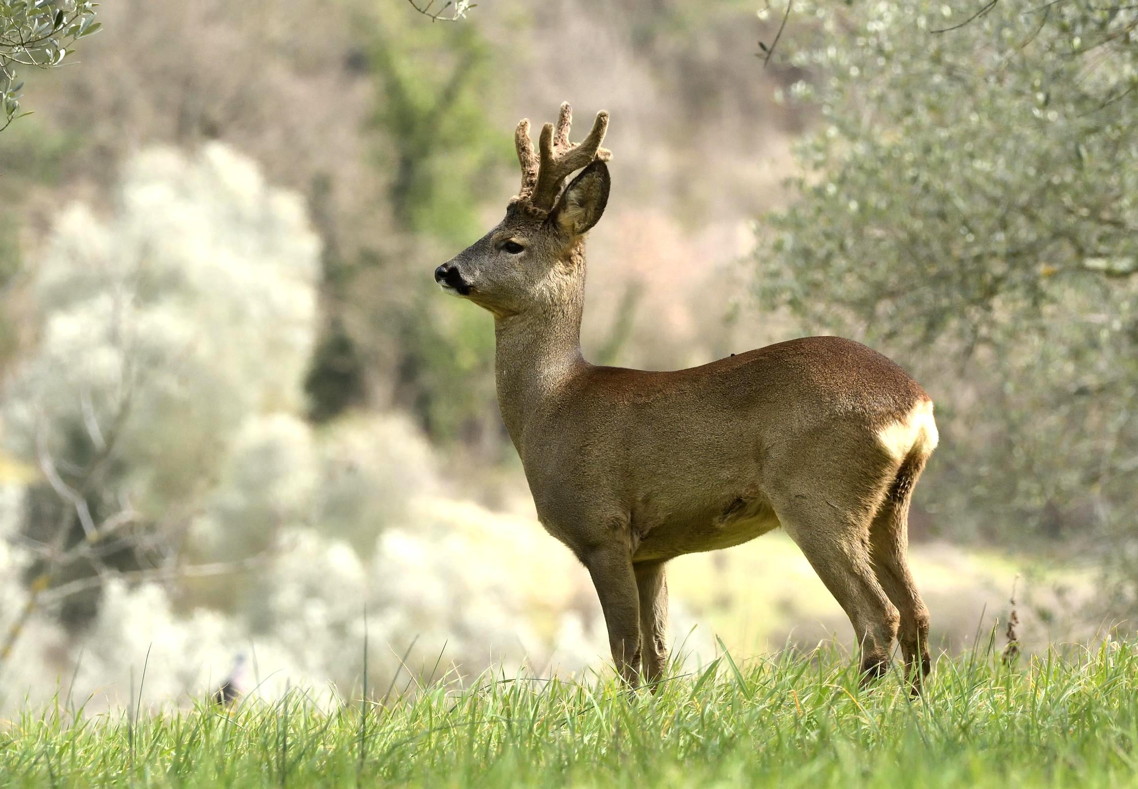 roe deer m.