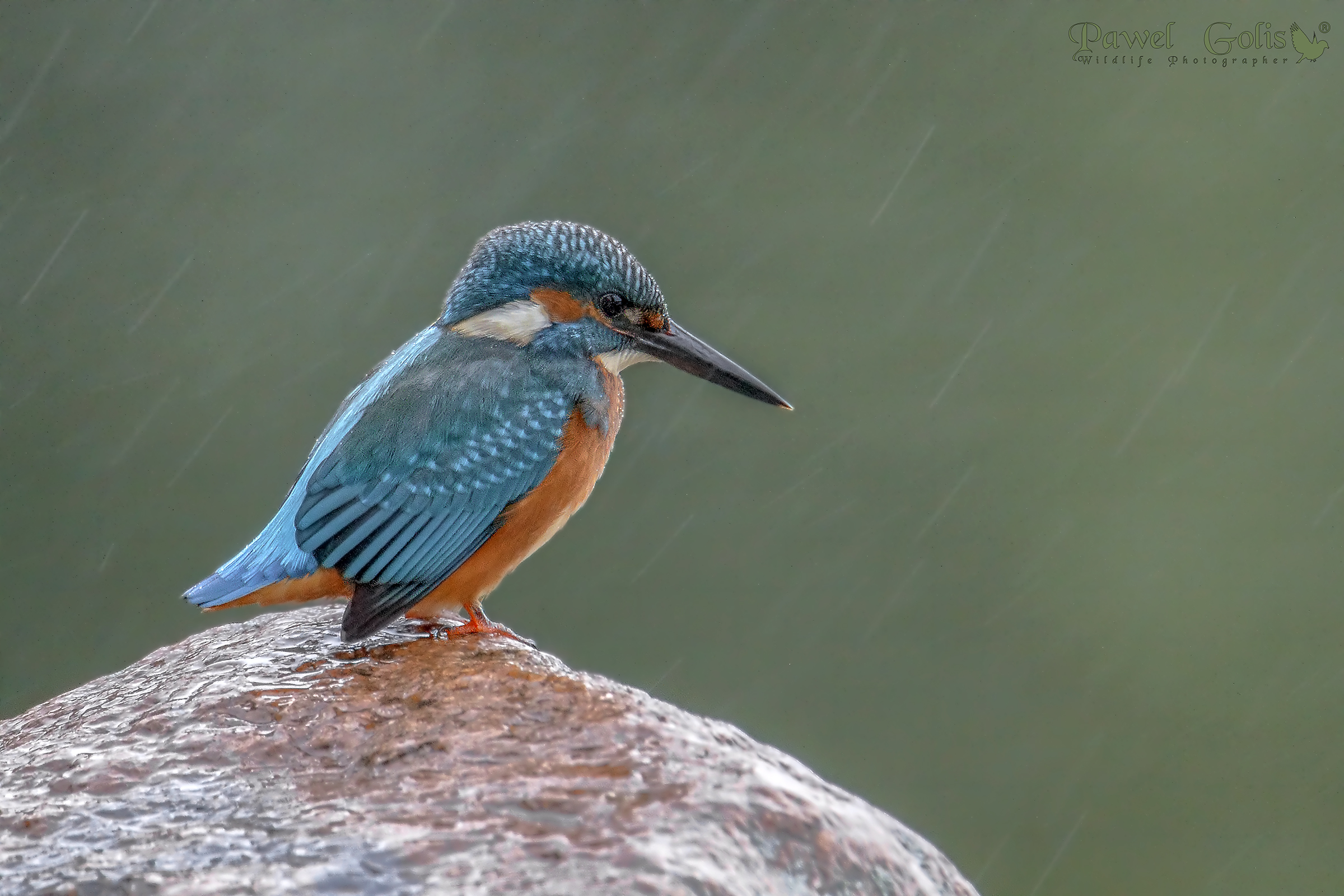 Kingfisher in the rain (Alcedo atthis)