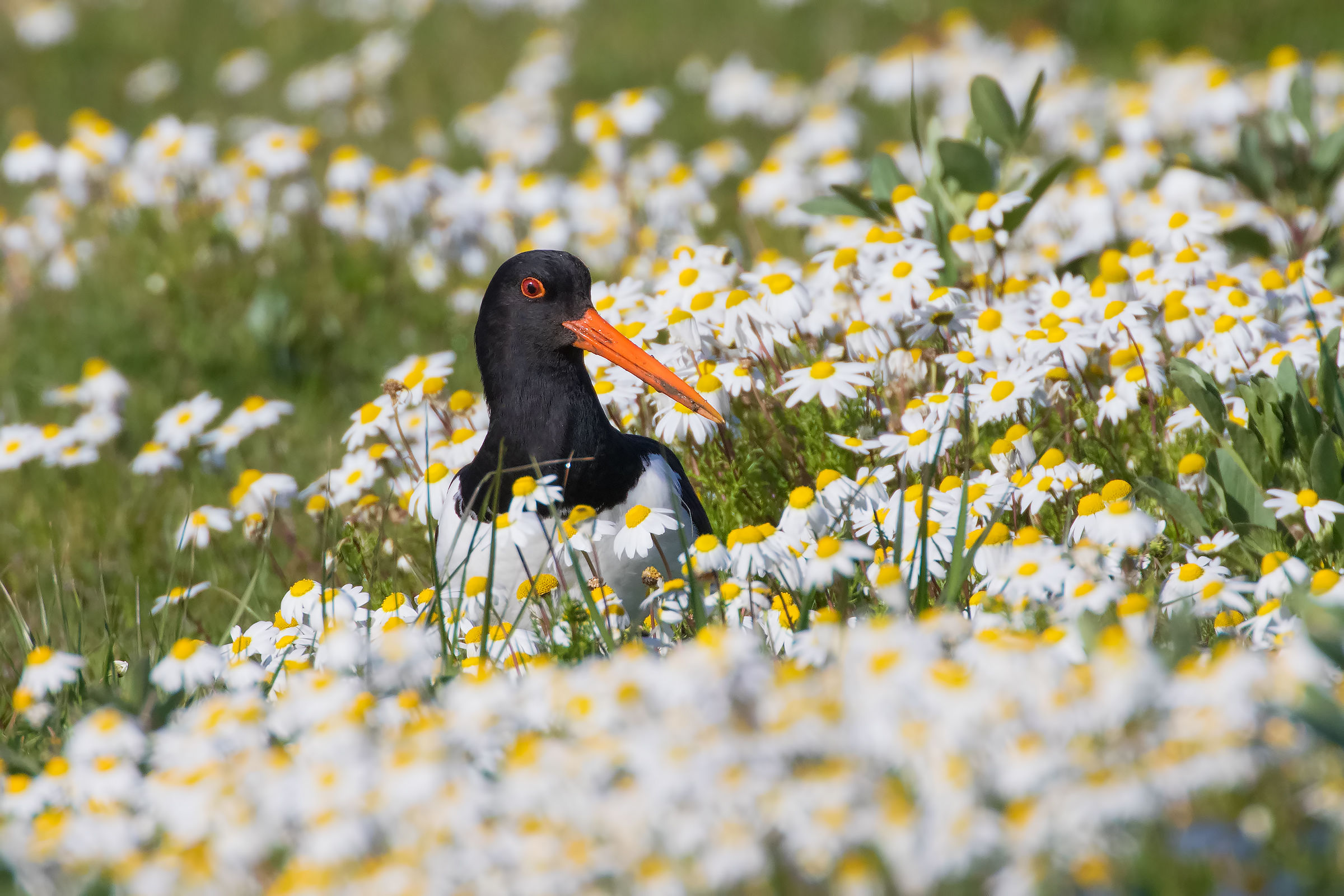 Oystercatcher