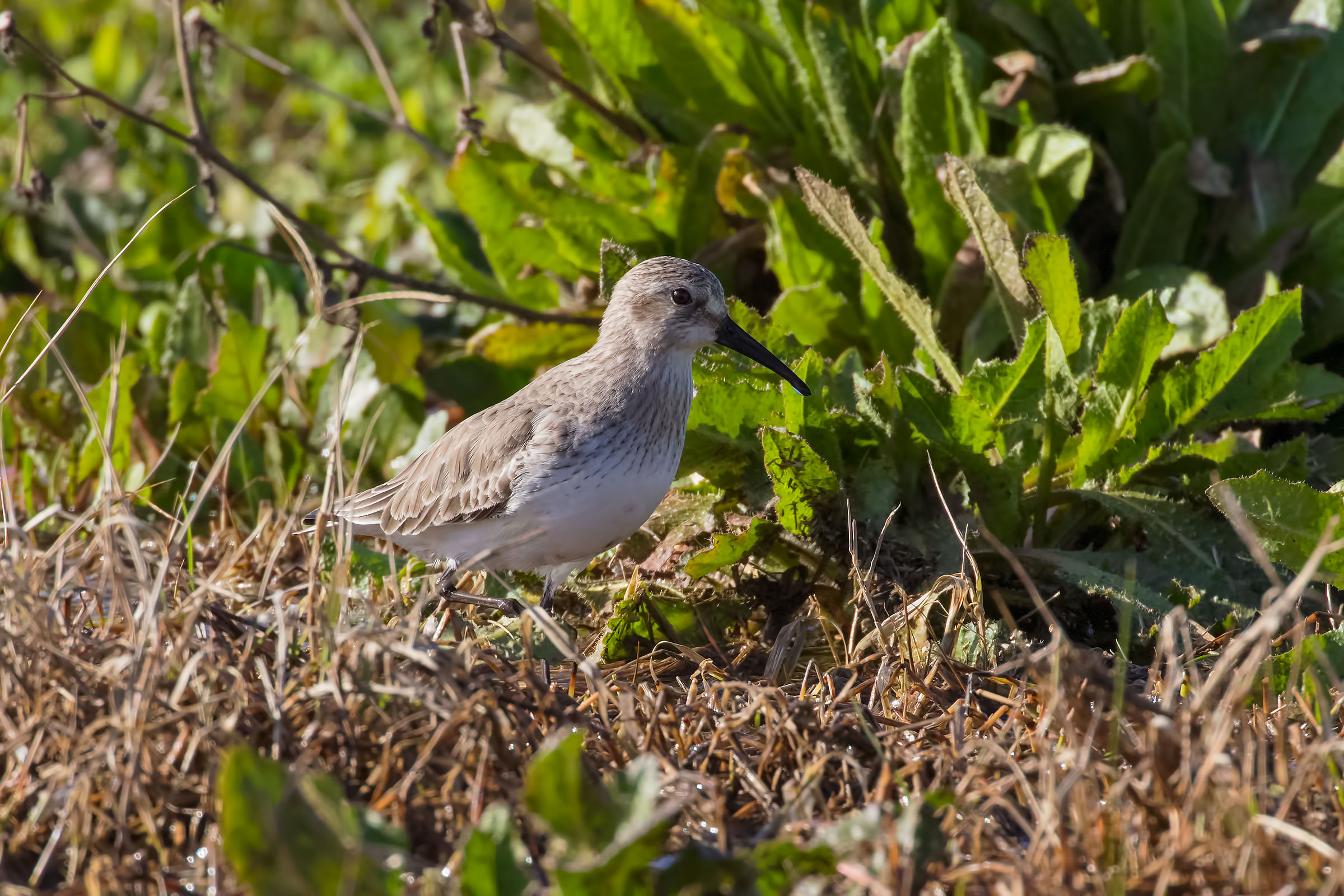Sandpiper