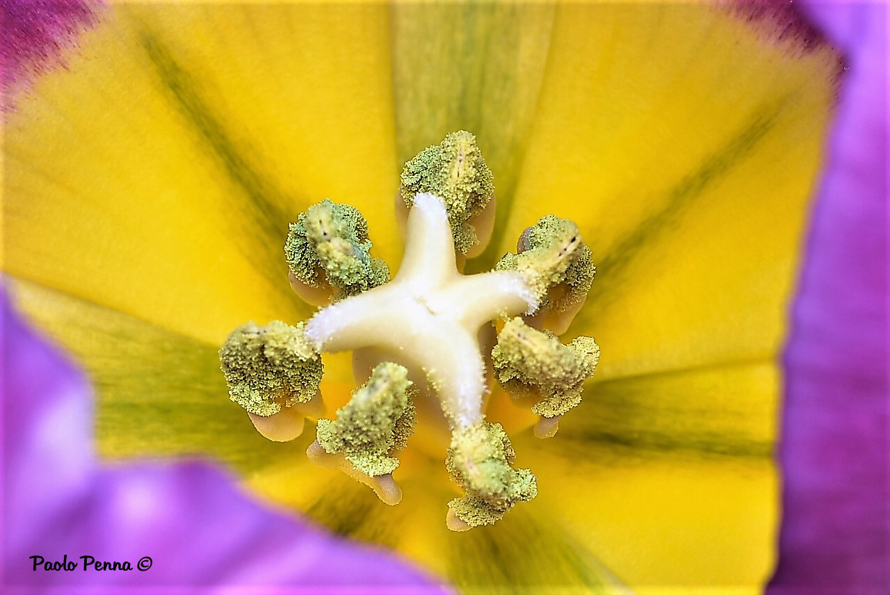 Pistillo di tulipano