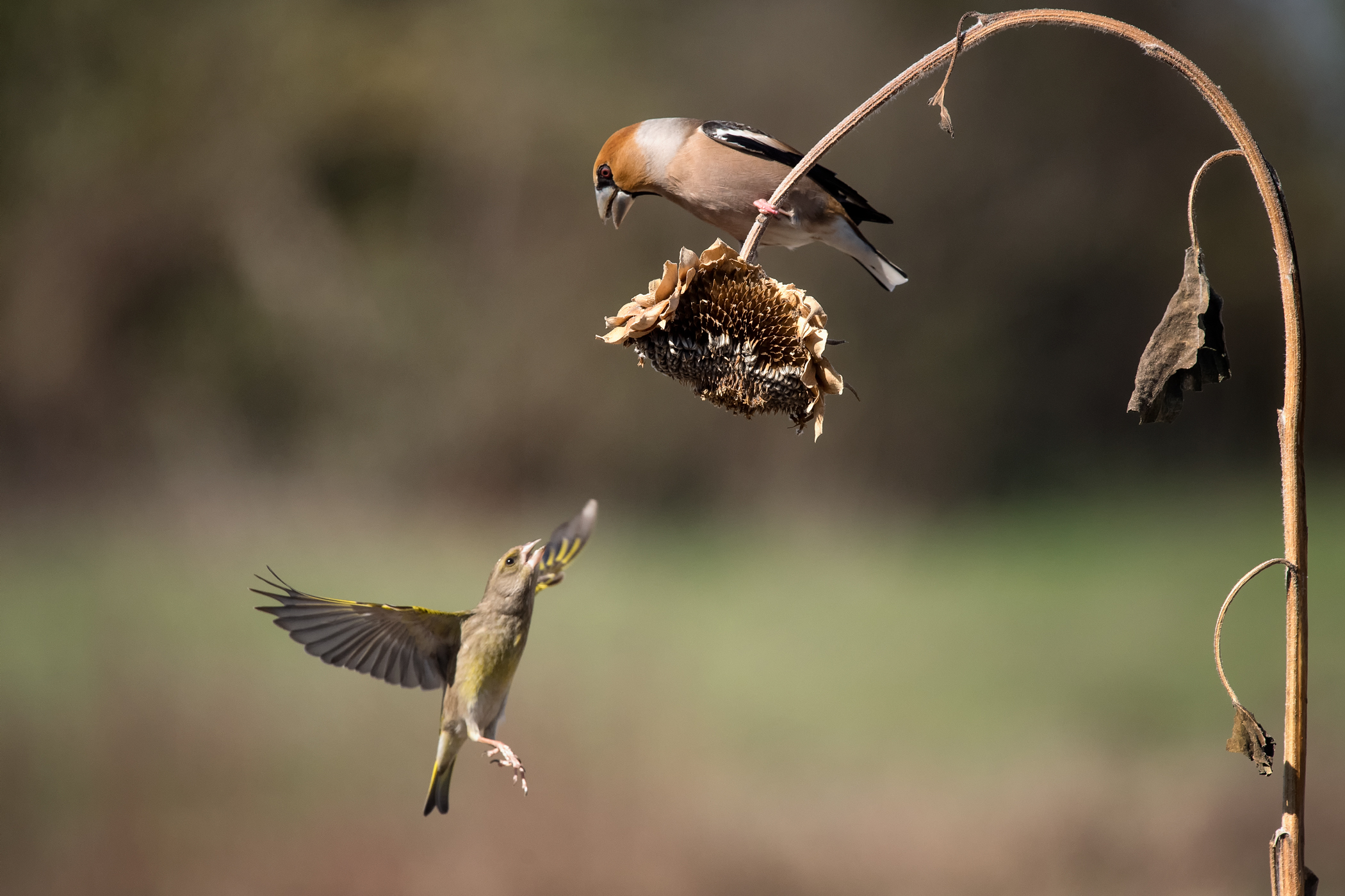 Come on let me go up ...