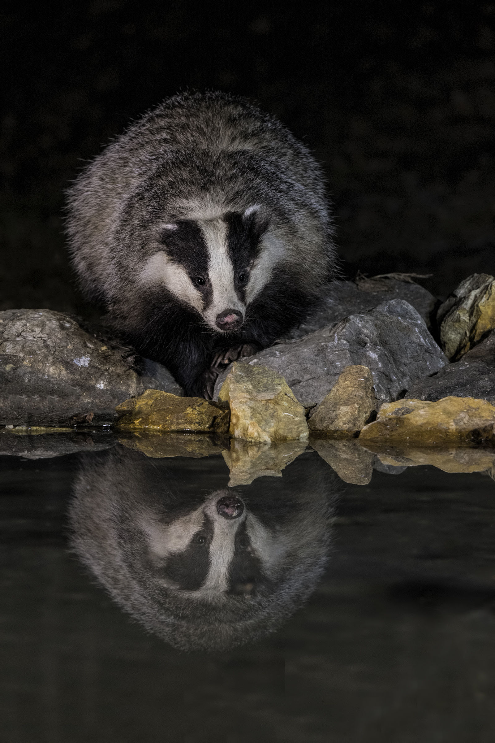 Tasso all'abbeverata