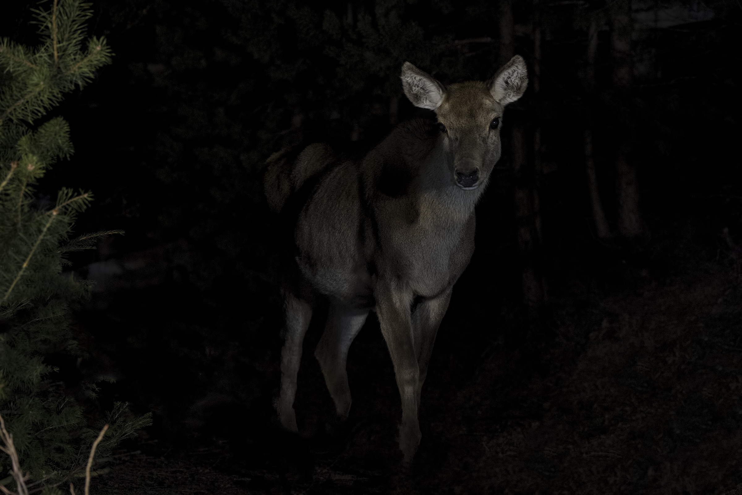 All'improvviso dal buio