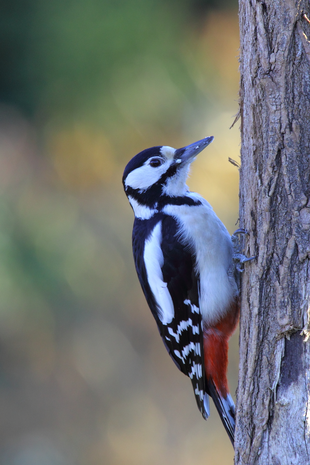 Picchio rosso maggiore(Dendrocopos major)
