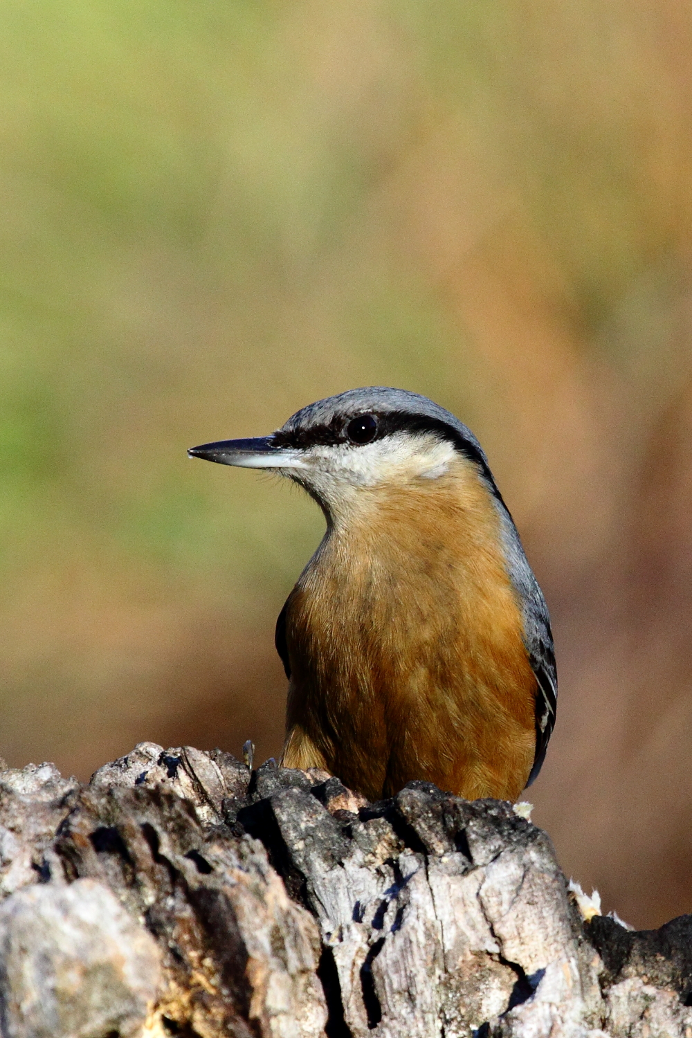 Picchio muratore (Sitta europaea)