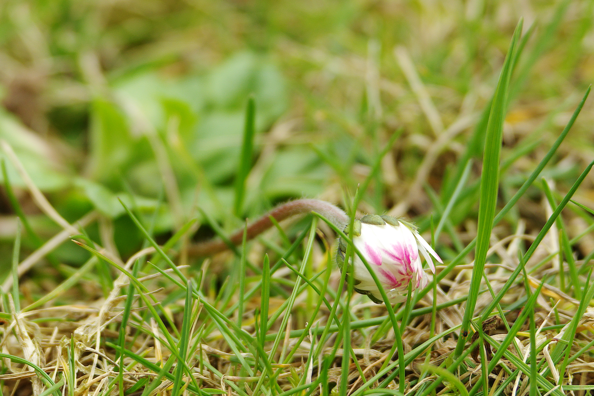 Domenica... è Chiuso