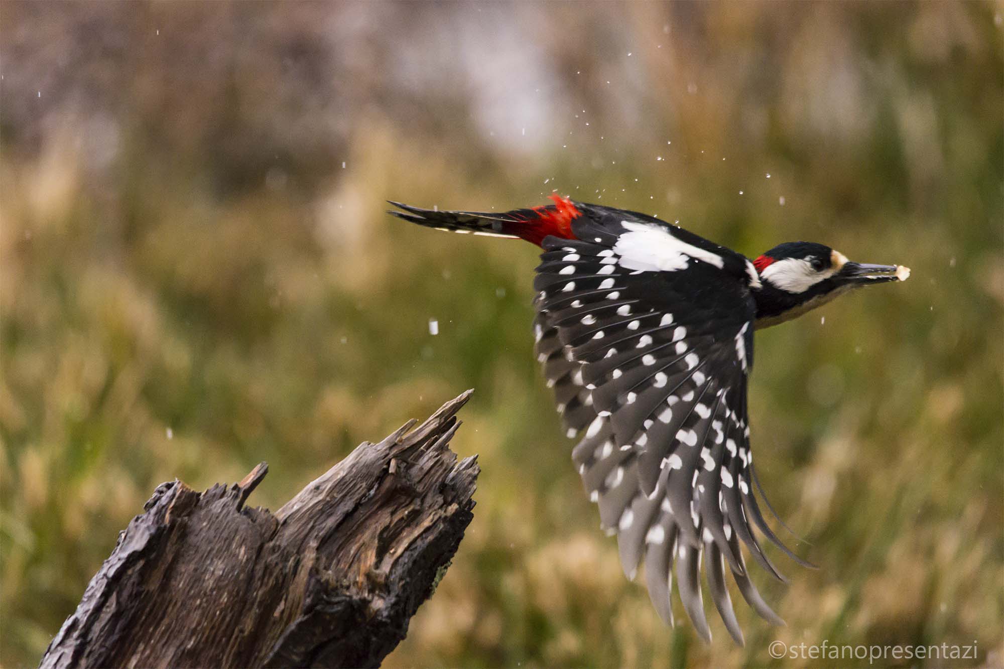 picchio rosso maggiore
