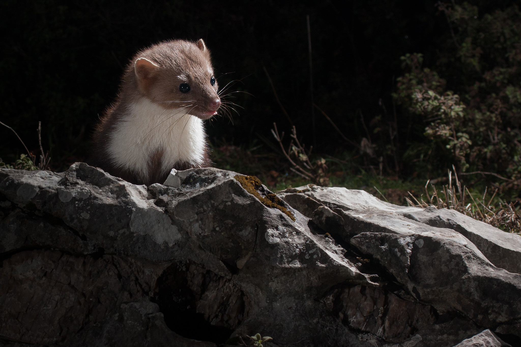 Moonlight Shadows - Faina (M)