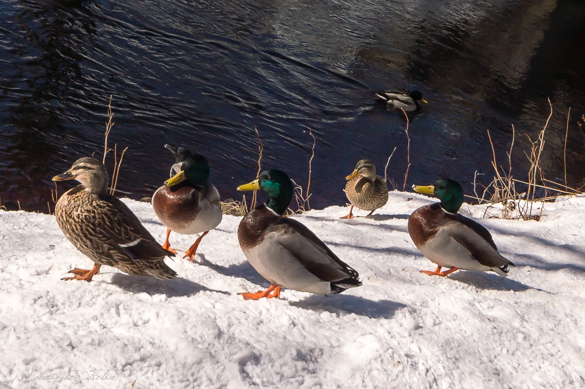 they also enjoy the first sun of the year