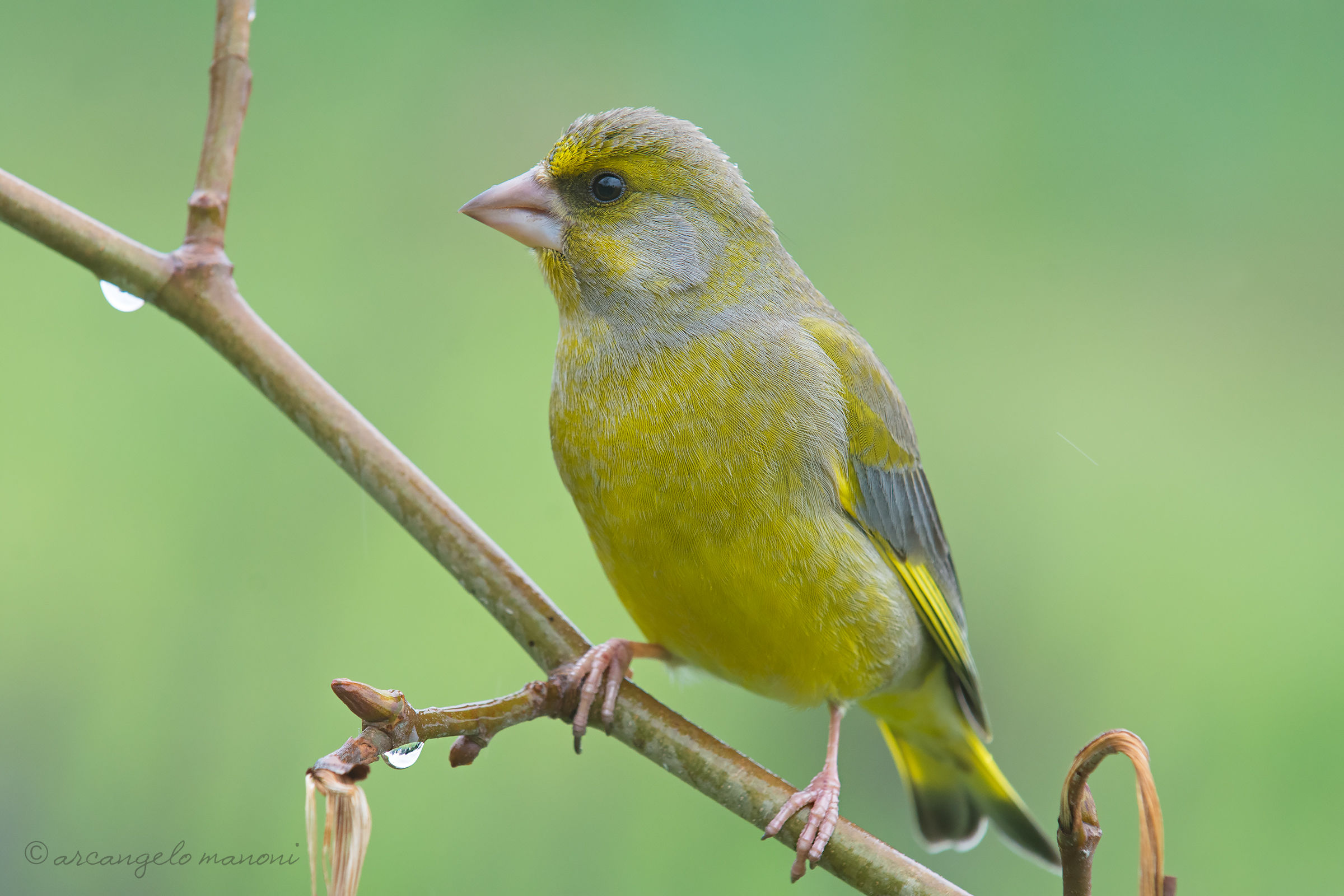 Verdone under the drizzle of March