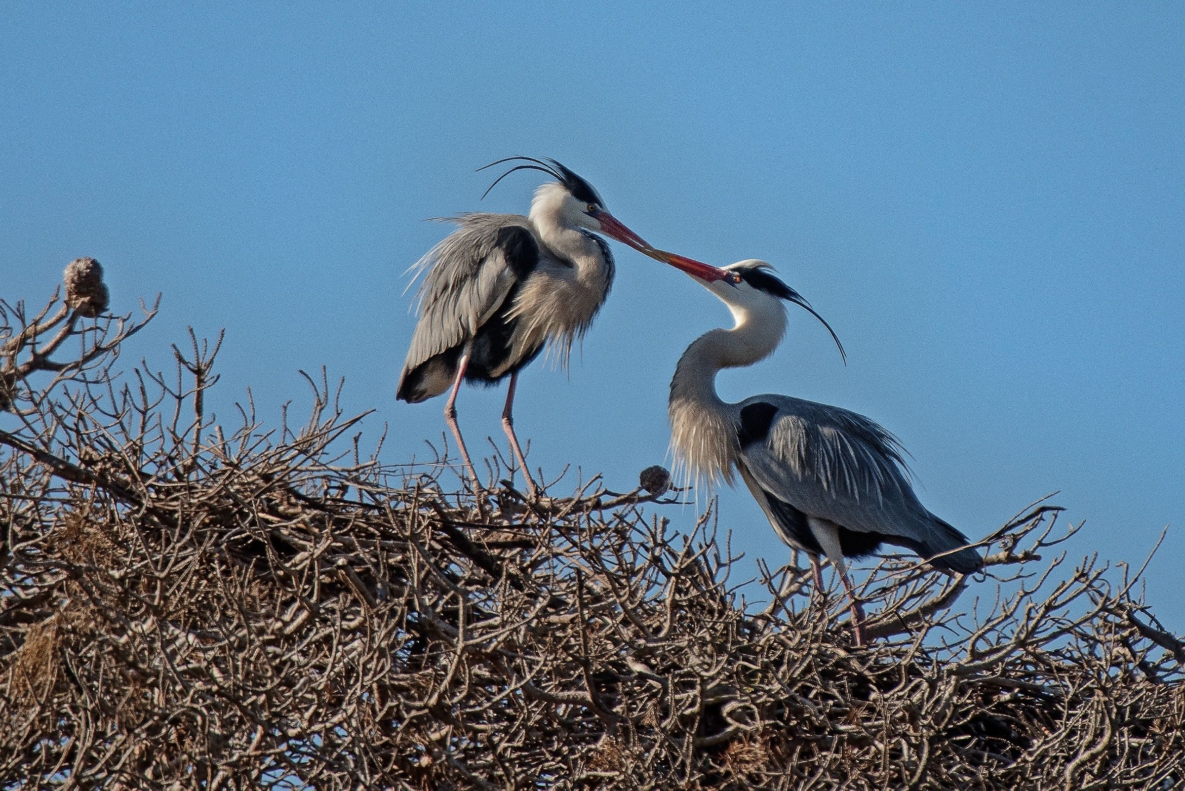 Ardea Cinerea in love