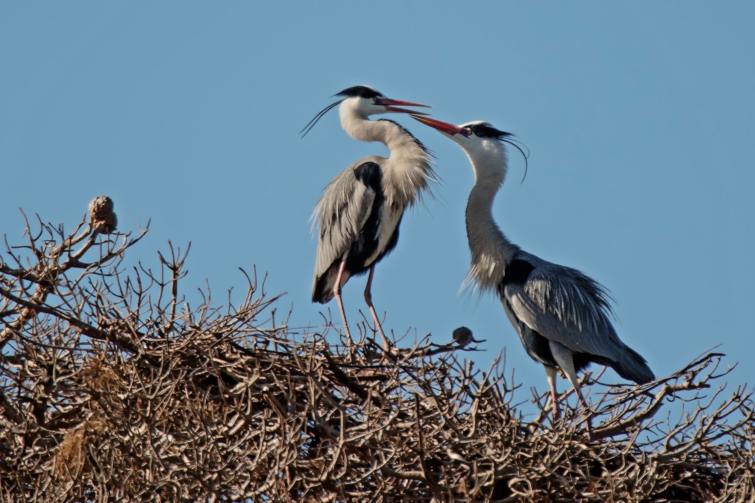 Ardea Cinerea in love