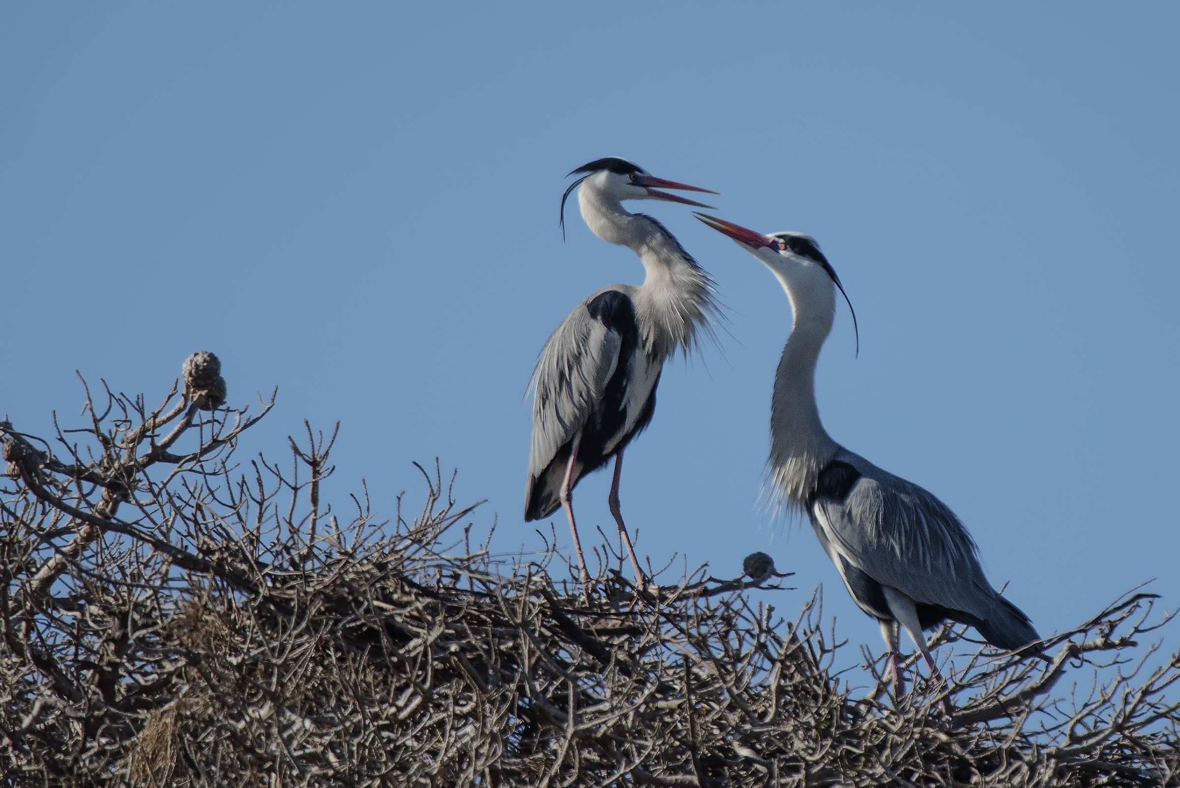 Ardea Cinerea in love