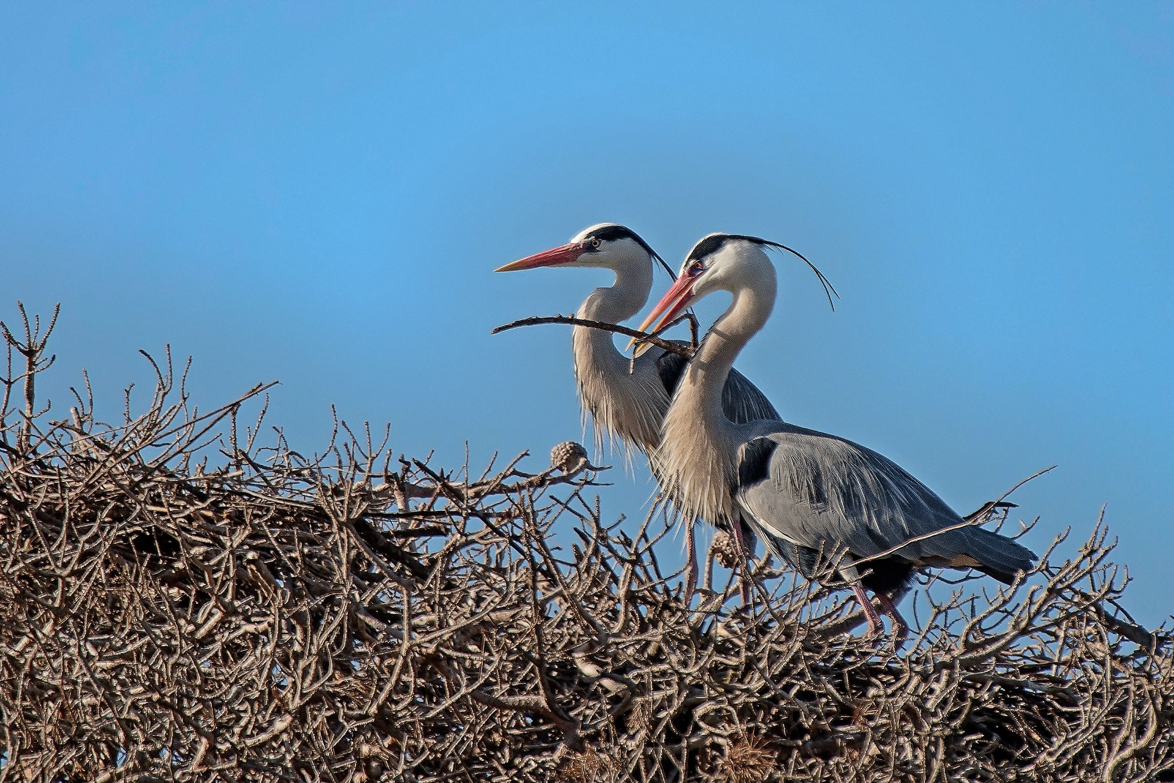 Ardea Cinerea in love