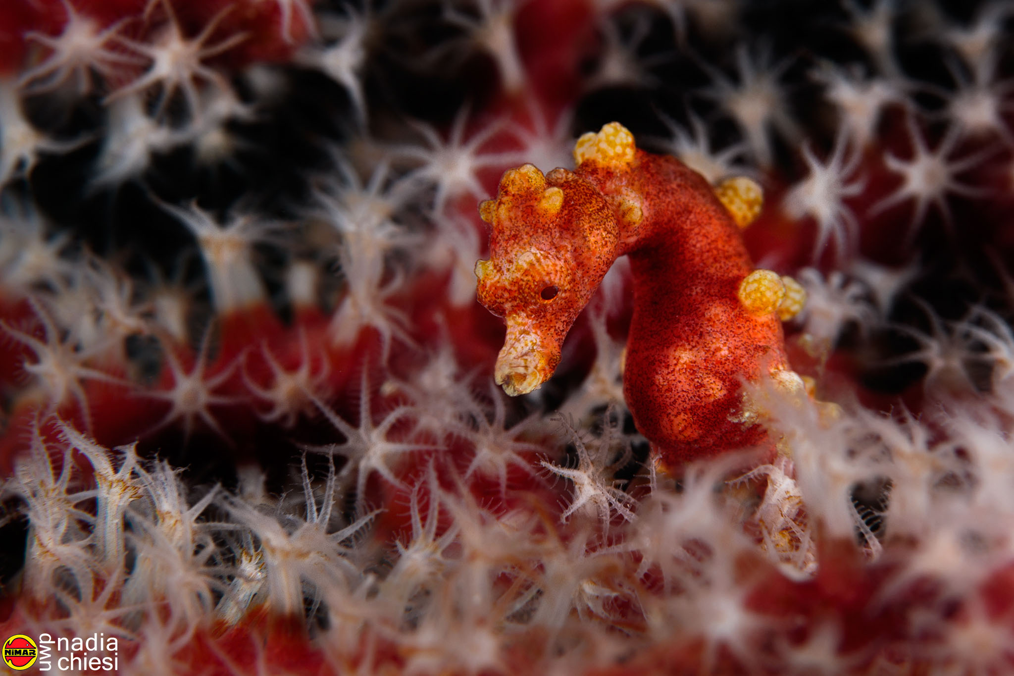 "Santa Claus Pigmy Seahorse"