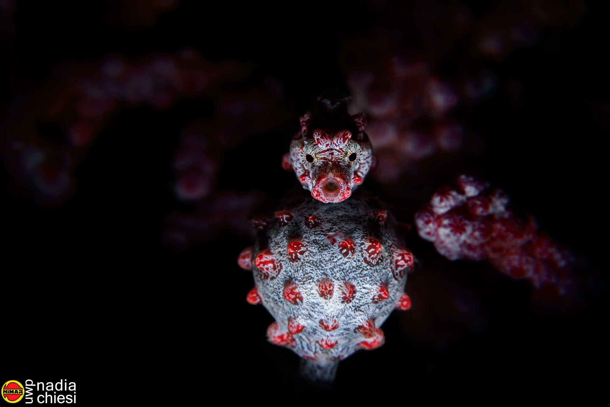 "Bargibanti Pregnant" Seahorse