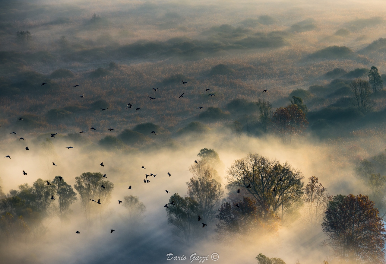 The Flight of Freedom