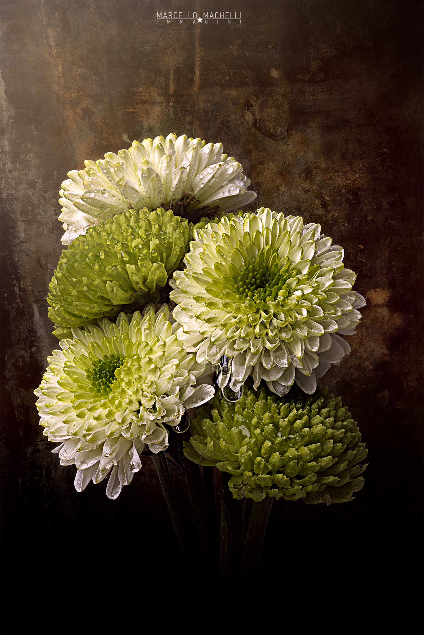 White and green daisies