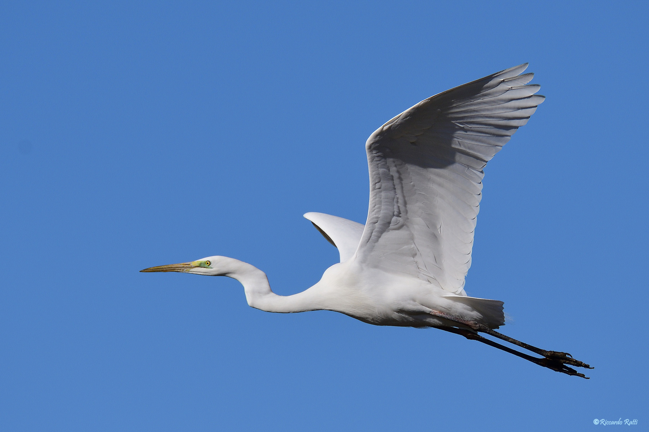 Great white heron