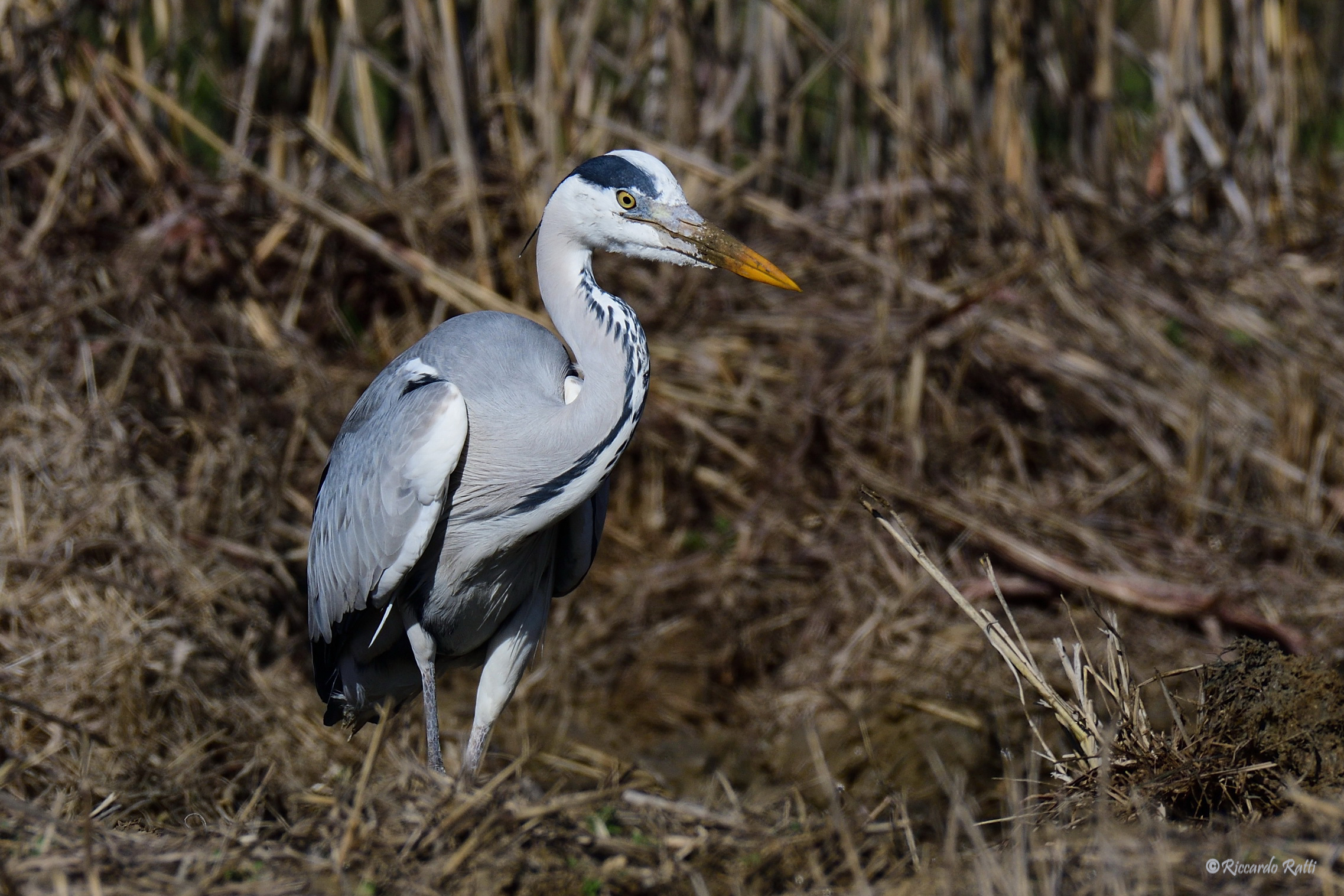 Gray heron