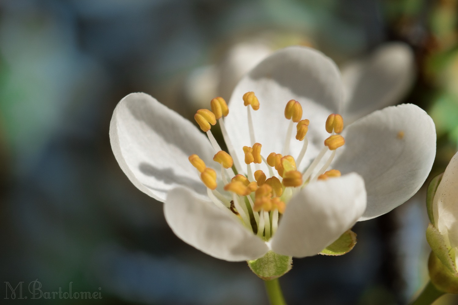 Whiteflower