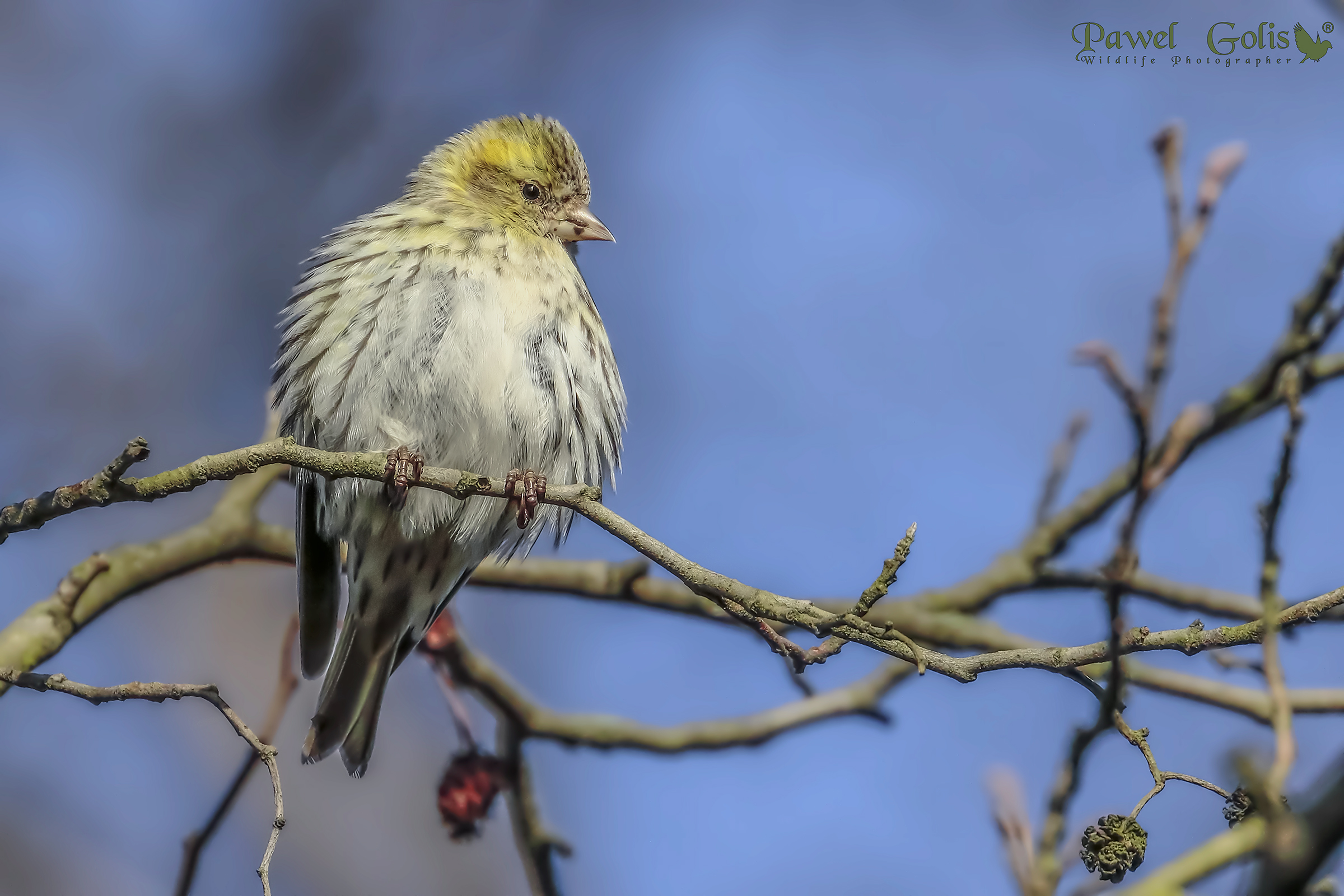 Eurasian siskin (Spinus spinus)