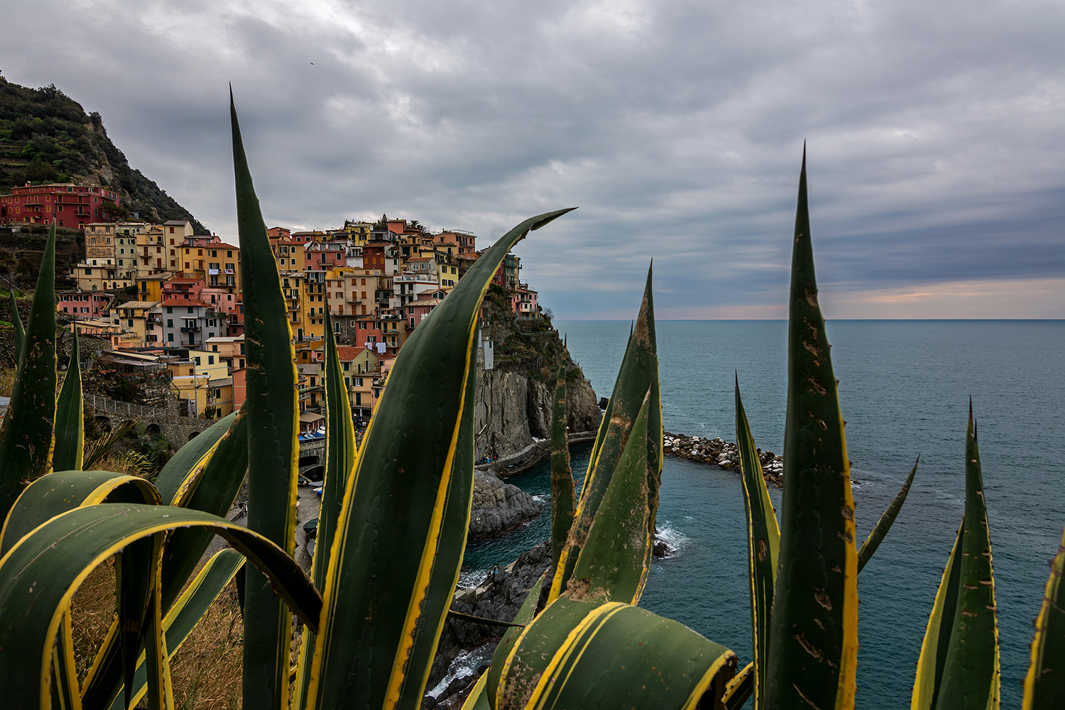 L'agave di Manarola
