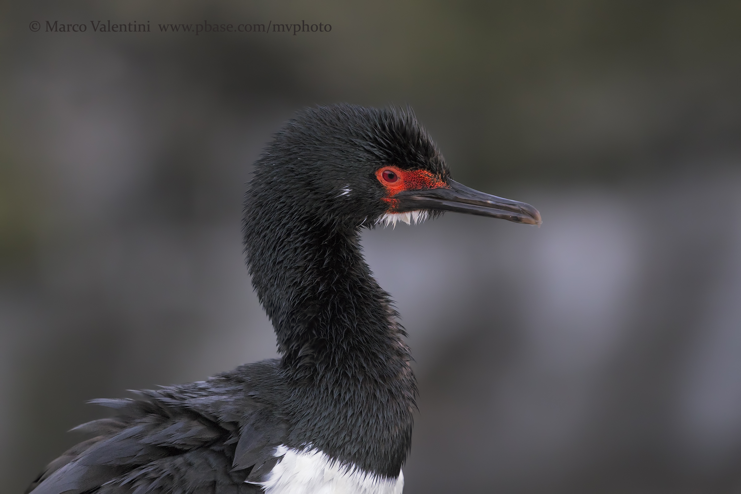 Rock cormorant