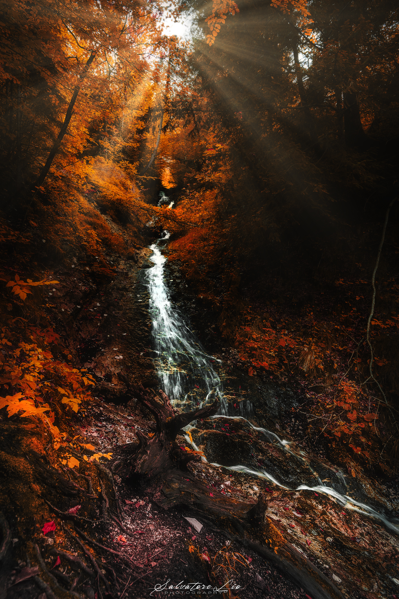 La foresta Incantata