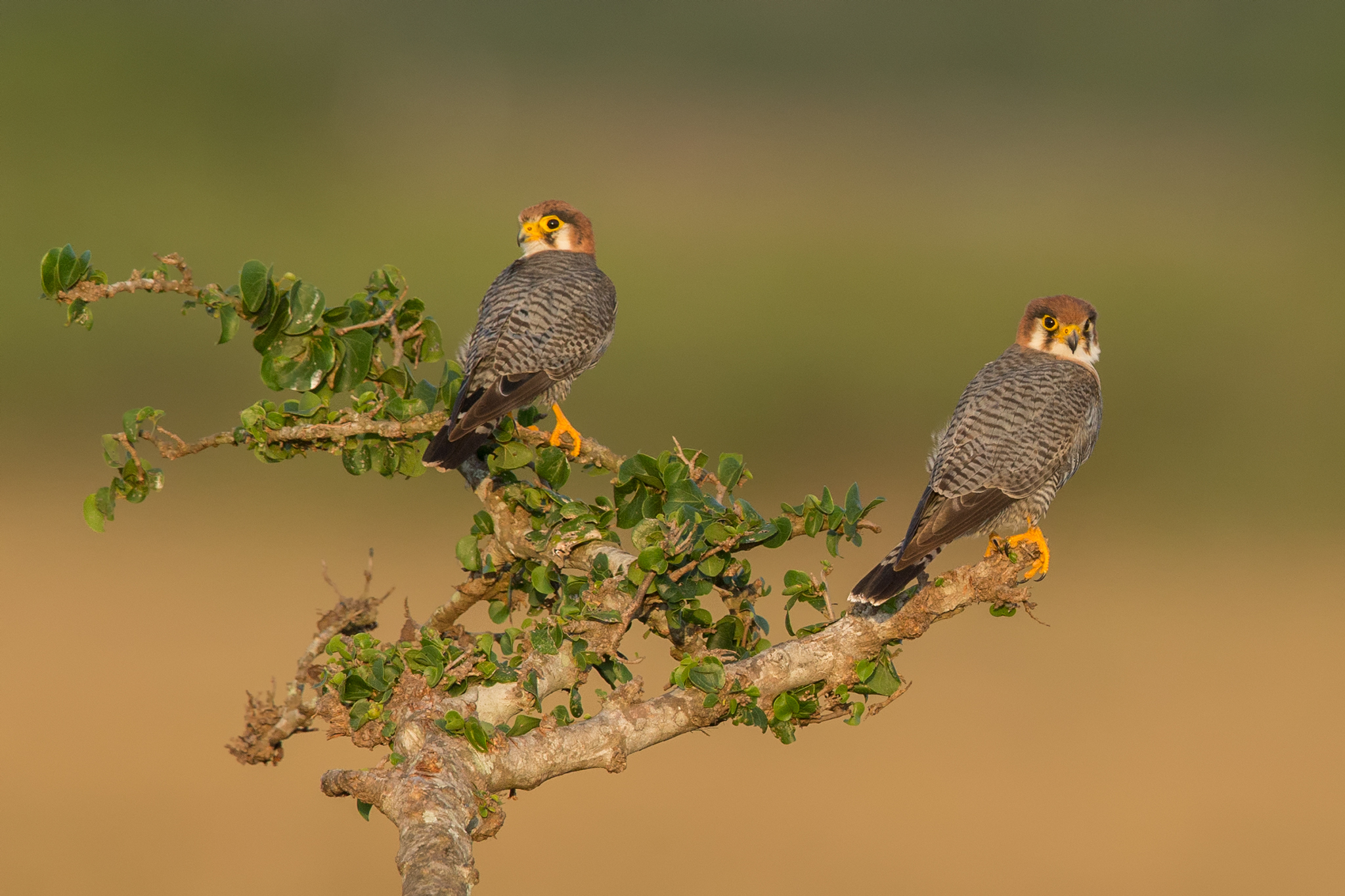 Red Necked Falcon