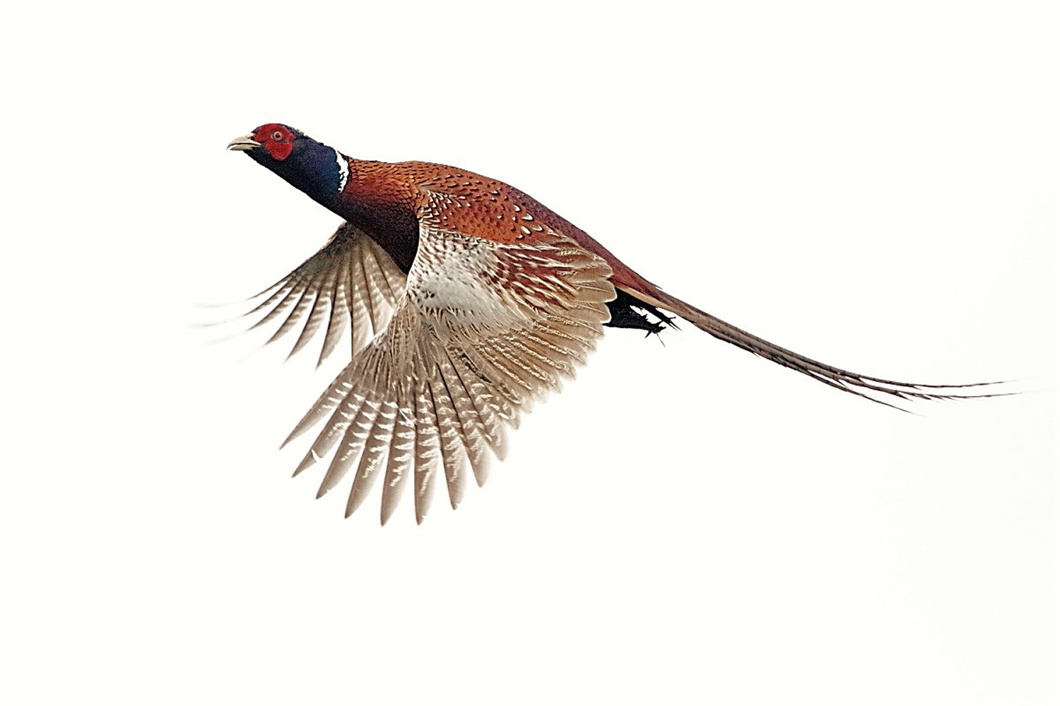 Pheasant