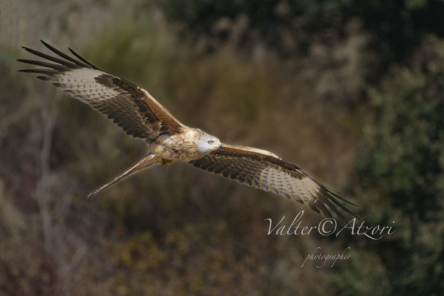 Nibbio Reale in volo