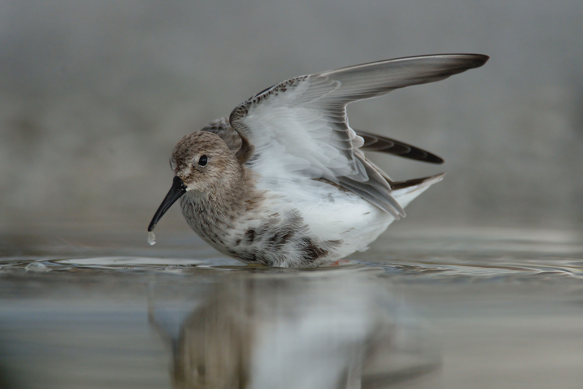 Dunlin