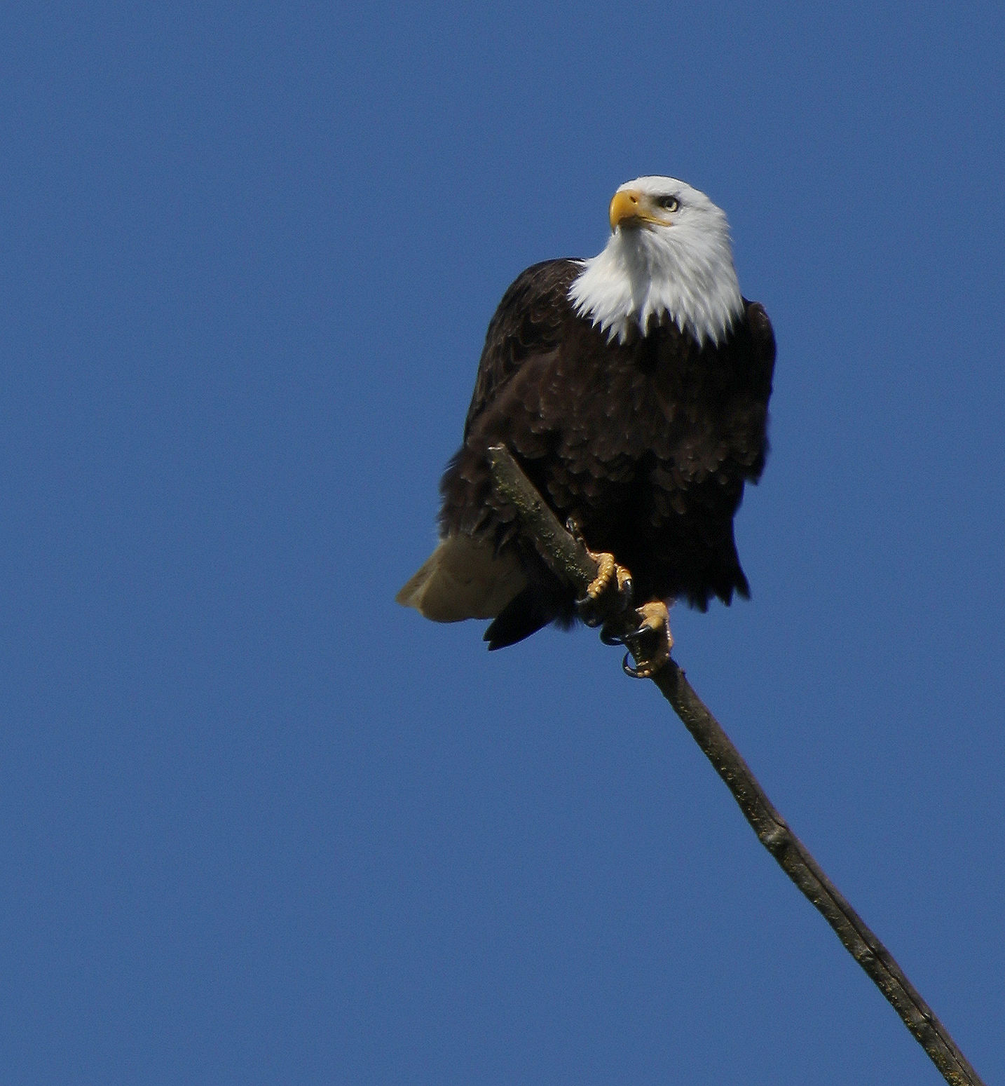Preparato e in attesa