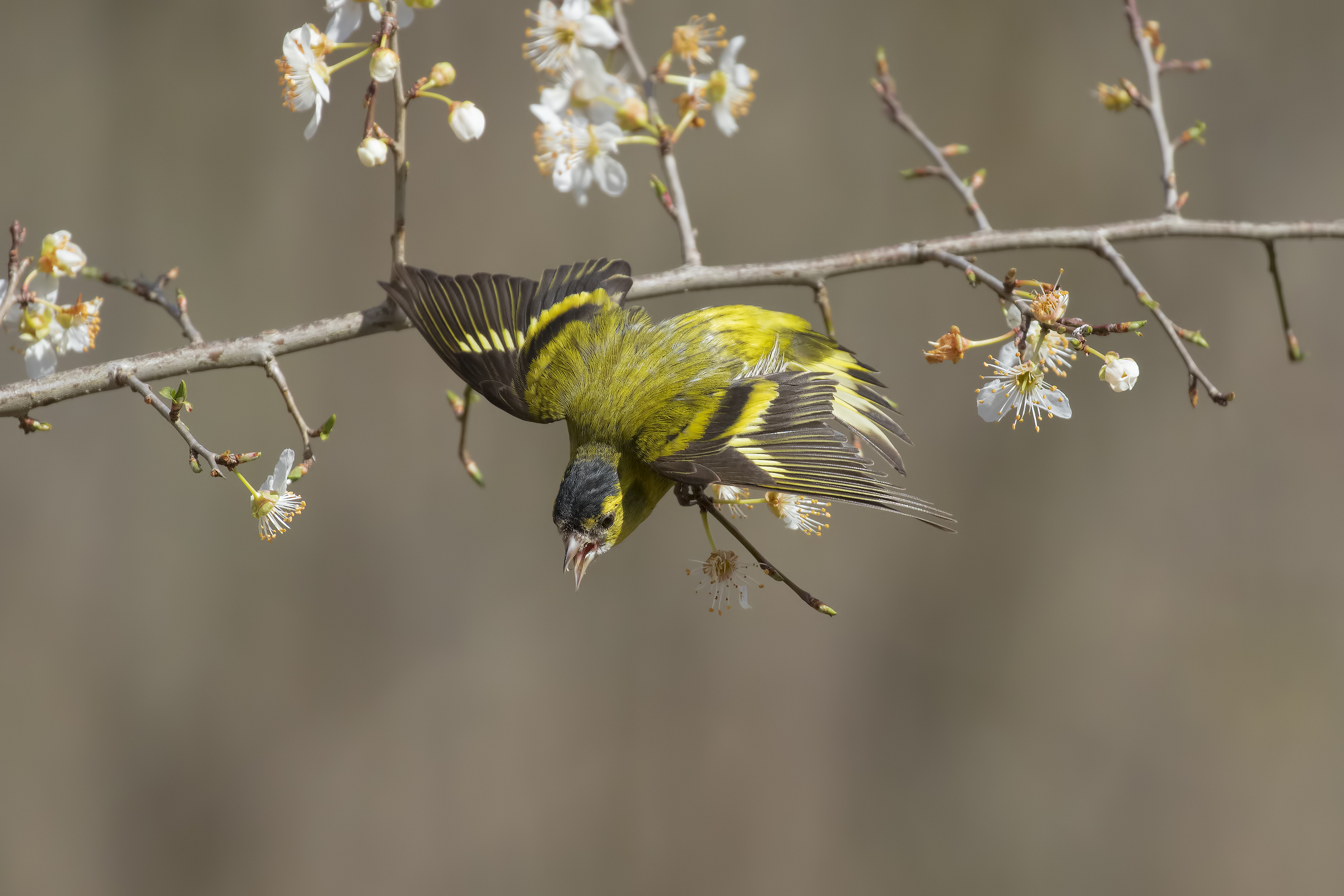Siskin to Attack