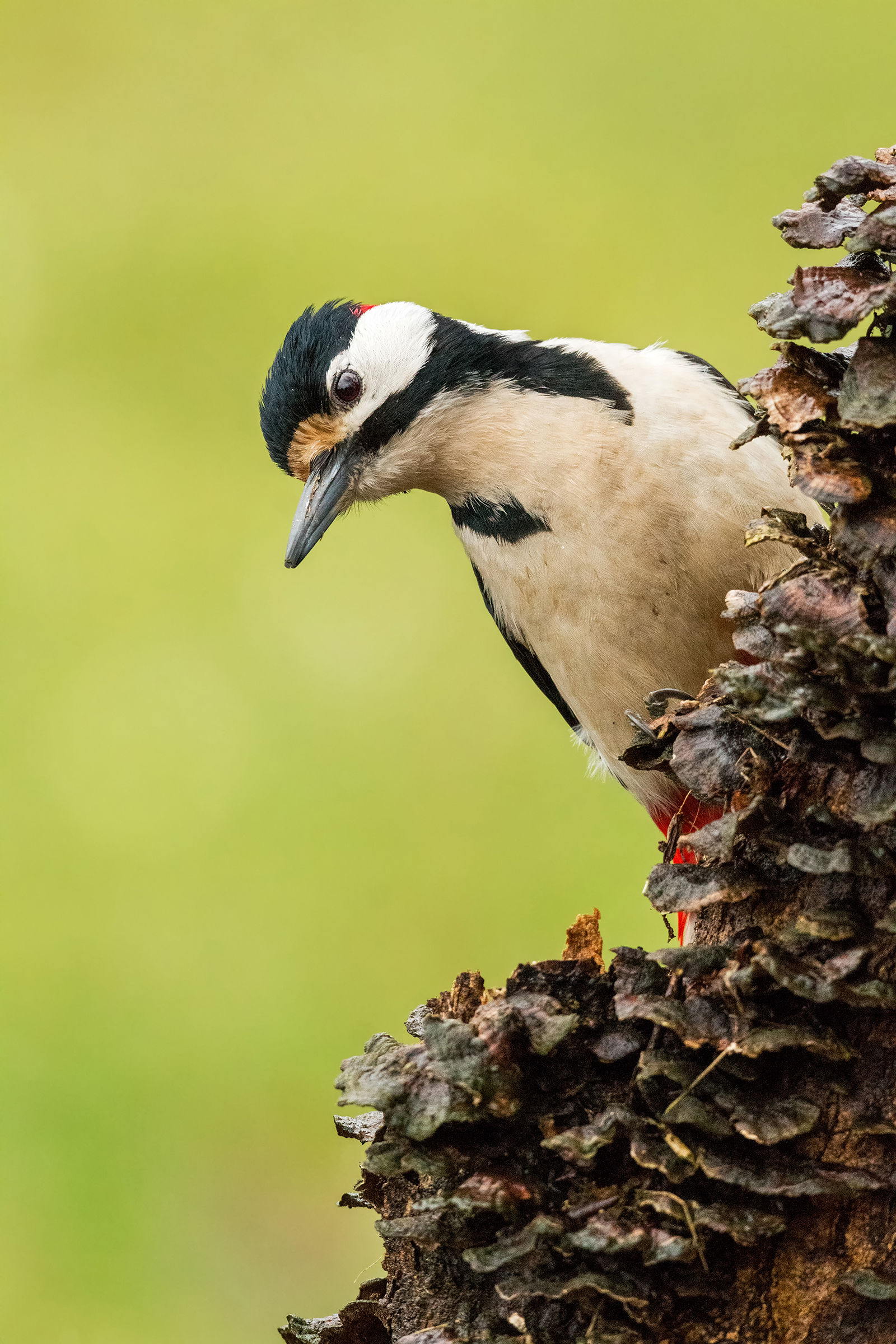 The male and the mushrooms